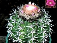 Melocactus zehntneri v. helvolilanatus HU444 Simplicio Mendez, Piauí, Brazil ©JB.JPG